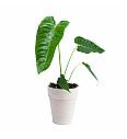 King Anthurium