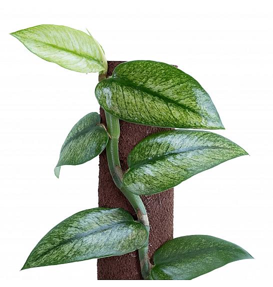 Rhaphidophora Hongkongensis Variegata; Ø14 cm