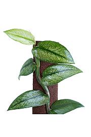 Rhaphidophora Hongkongensis Variegata