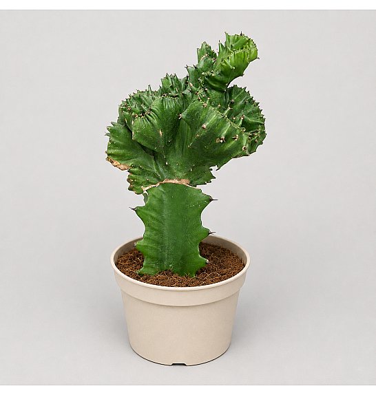 Euphorbia Lactea 'Cristata'; Ø12cm