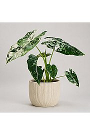 Alokazija Frydek variegata