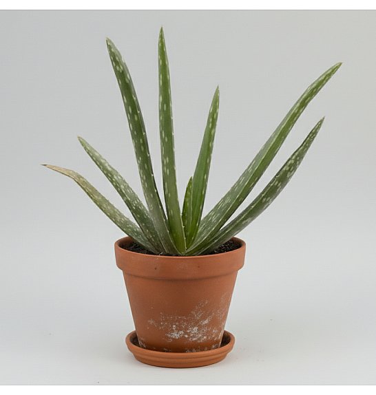 Aloe vera; Ø6 cm