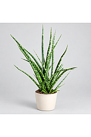 Sanseveria 'Fernwood' - Reši me