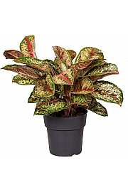 Aglaonema