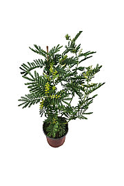 Mimoza