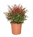 Nandina Obsessed®