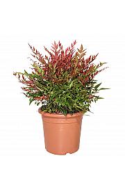 Nandina Obsessed®