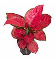 Aglaonema Red Joy