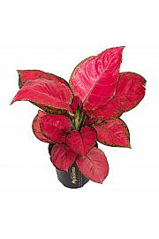 Aglaonema Red Joy