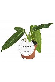 Queen Anthurium S