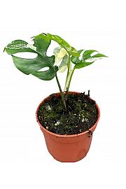 Monstera minima variegata