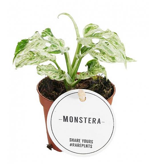 Monstera Frozen Freckles Ø6