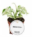 Monstera Frozen Freckles 