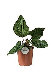 Anthurium Luxurians x Radicans