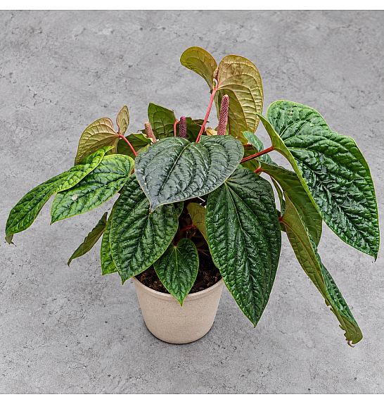 Anthurium Luxurians x Radicans Ø 21