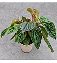 Anthurium Luxurians x Radicans
