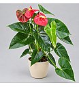 Flamingovec Mix - M