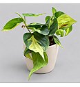 Filodendron 'Brasil'