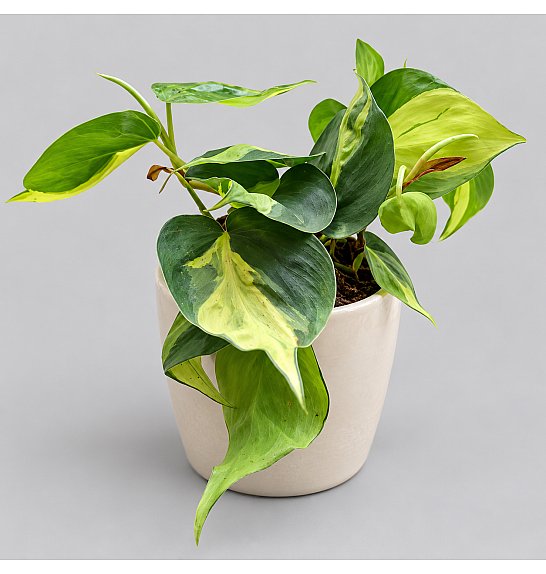 Philodendron scandens Brasil; Ø12 cm