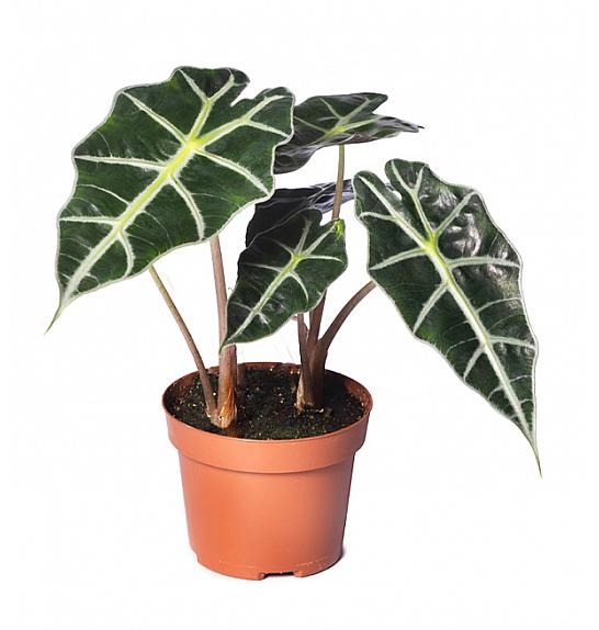 Alocasia dwarf amazonica; Ø12 cm