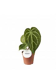 Anthurium Magnificum