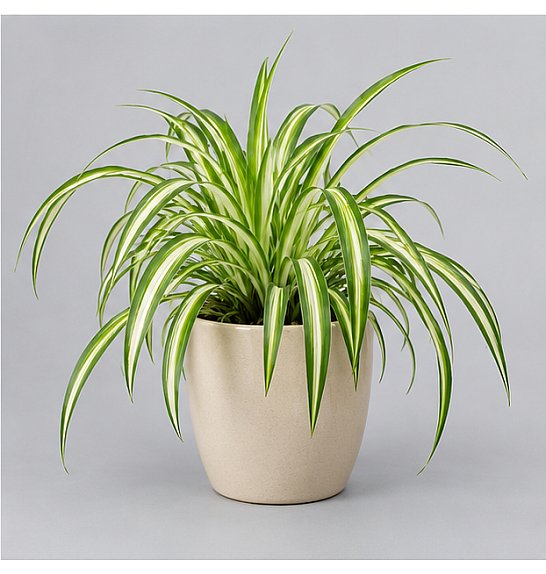 Chlorophytum com. Variegatum; Ø12 cm