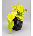 Filodendron 'Lemon Lime'