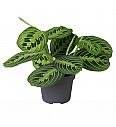 Maranta Lemon