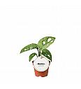 Monstera adansonii Mint
