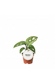 Monstera adansonii Mint