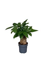 Vodna pahira