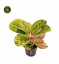 Aglaonema Apple Fantasy