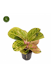 Aglaonema Apple Fantasy