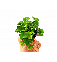 Digit Fern