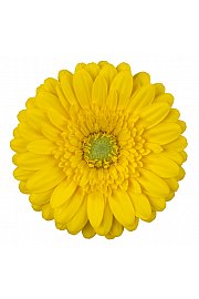 Gerbera Sunshapers rumena