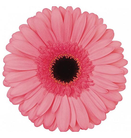 Gerbera Sunshapers Ø13 Pink