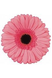 Gerbera Sunshapers pink