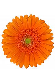 Gerbera Sunshapers oranžna