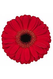 Gerbera Sunshapers rdeča