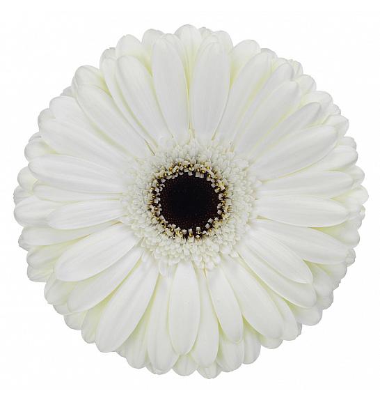 Gerbera Sunshapers Ø13 bela