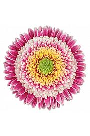 Gerbera Sunshapers tropical