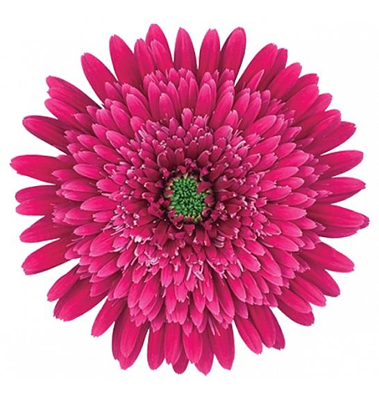 Gerbera Sunshapers Ø13 lila