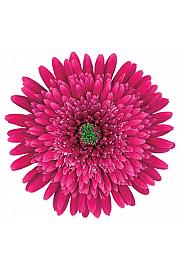 Gerbera Sunshapers lila