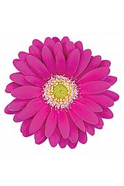 Gerbera Sunshapers lila