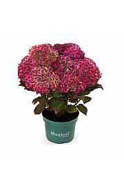 Hortenzija Magical Amethyst Red C3 Lit. 20-30 cm