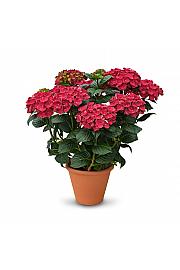 Hortenzija Rana Red C3 Lit. 20-30 cm