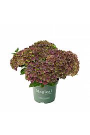 Hortenzija Magical Green Fire C3 Lit. 20-30 cm