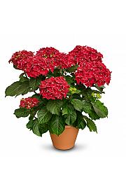 Hortenzija Firewings Red C3 Lit. 20-30 cm