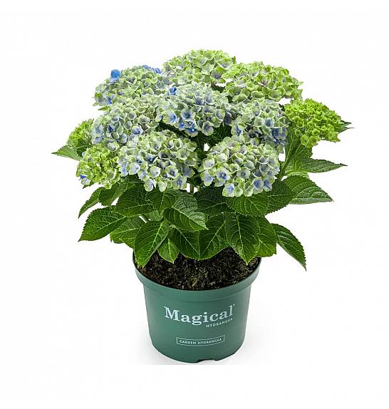 Hydrangea macr. Magical Amethyst Blue C3 Lit. 20-30 cm