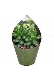 Sedum Burrito
